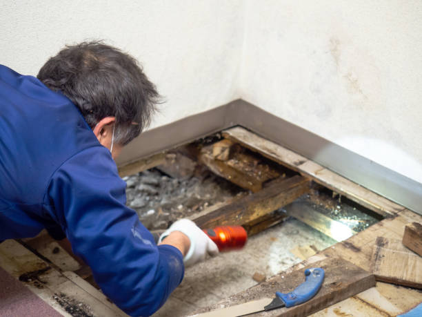 Best Crawl Space Mold Removal  in Elmore, AL