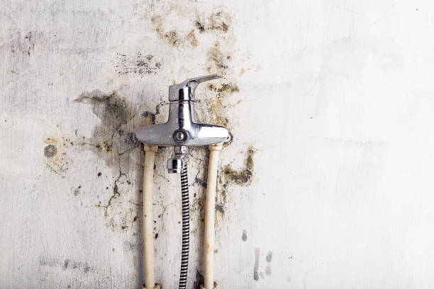 Best Mold Remediation  in Elmore, AL