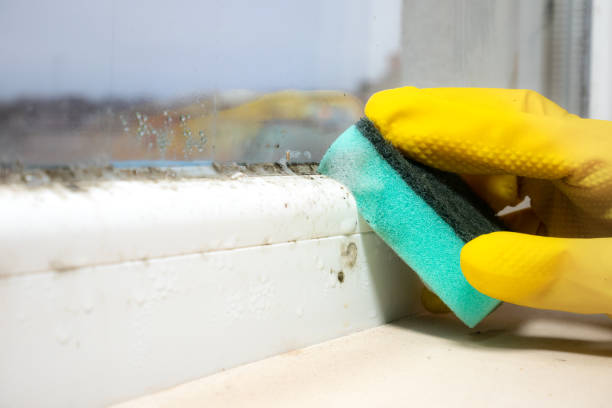Home Mold Removal in Elmore, AL