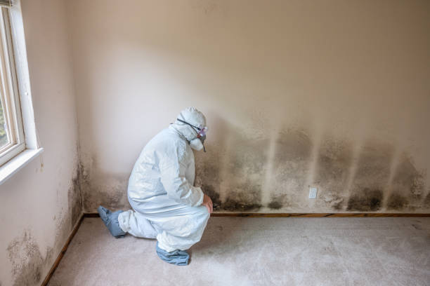 Professional Mold Removal in Elmore, AL